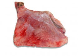 aile_de_raie_pelee-1