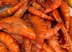 crevettes-sauvages
