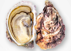 huitre-rose-speciale-tarbouriech-3