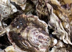 huitre-rose-speciale-tarbouriech