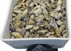 tellines-en-persillade