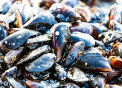 moules